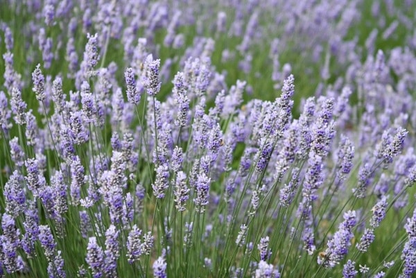 lavender