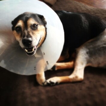 Charley Post FHO Surgery