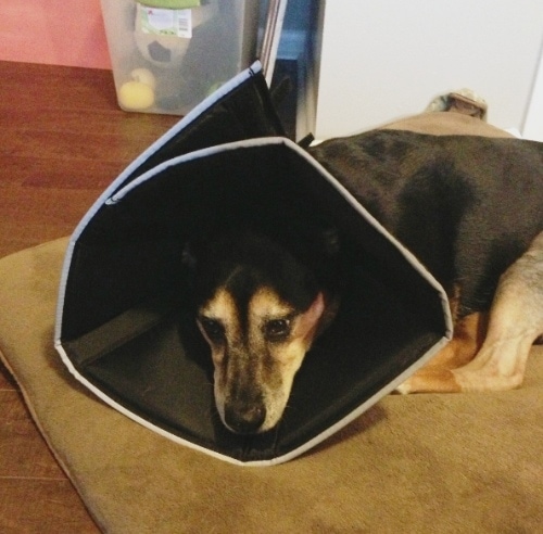 charley-dreaded-cone