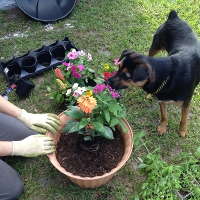 Gardening with Angel