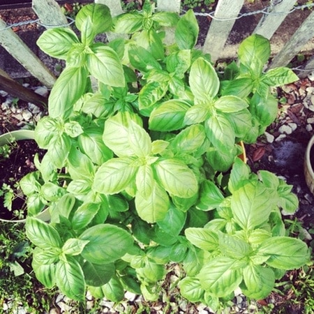 Basil Plant from thelittlekitchen.net