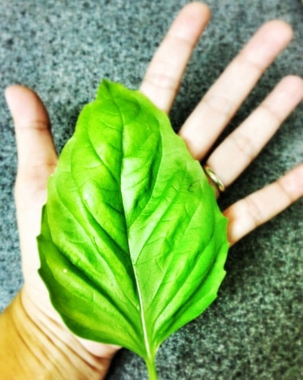 Giant Basil Leaf