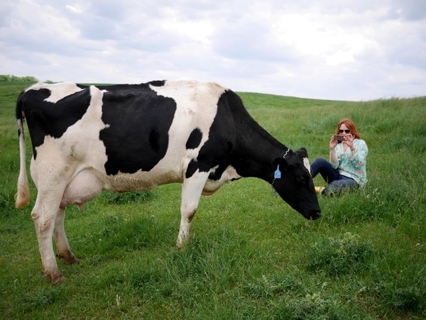 Ree and the Dairy Cow