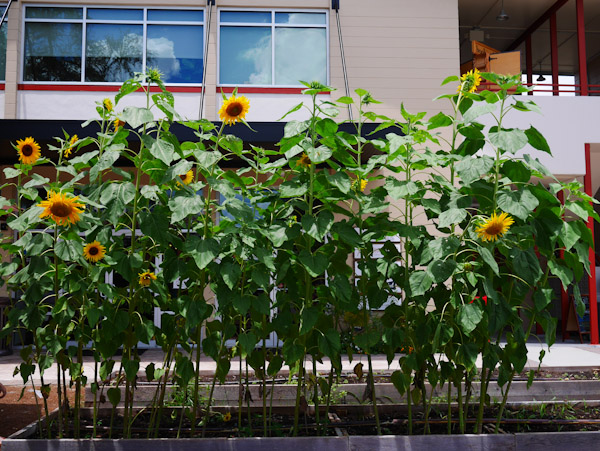 sunflowers-the-litte-kitchen