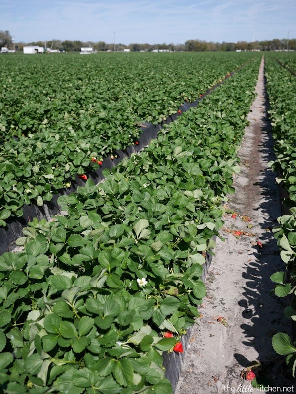 Strawberry Farm Tour