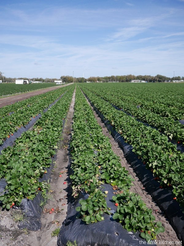 Strawberry Farm Tour