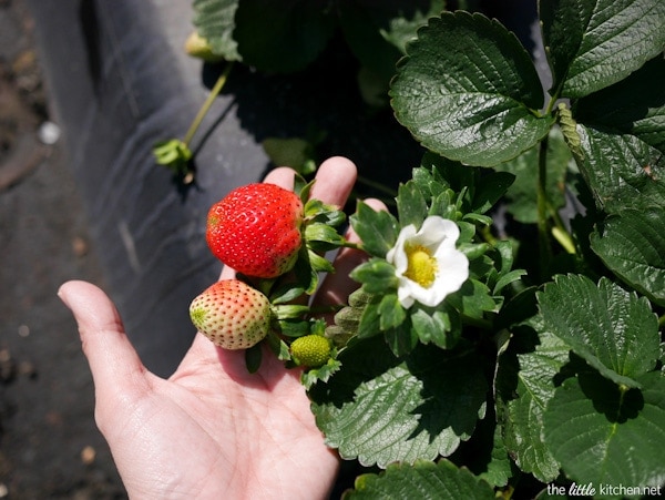 Strawberry Farm Tour