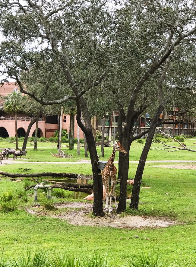 Walt Disney World trip Animal Kingdom Lodge girraffe