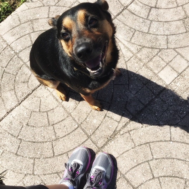 Angel Dog with sneakers