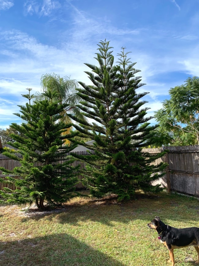 Trees and Angel