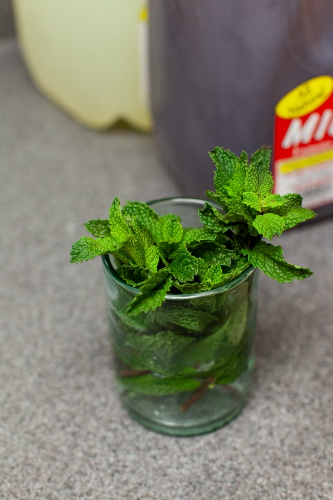 fresh mint leaves in a glass in water