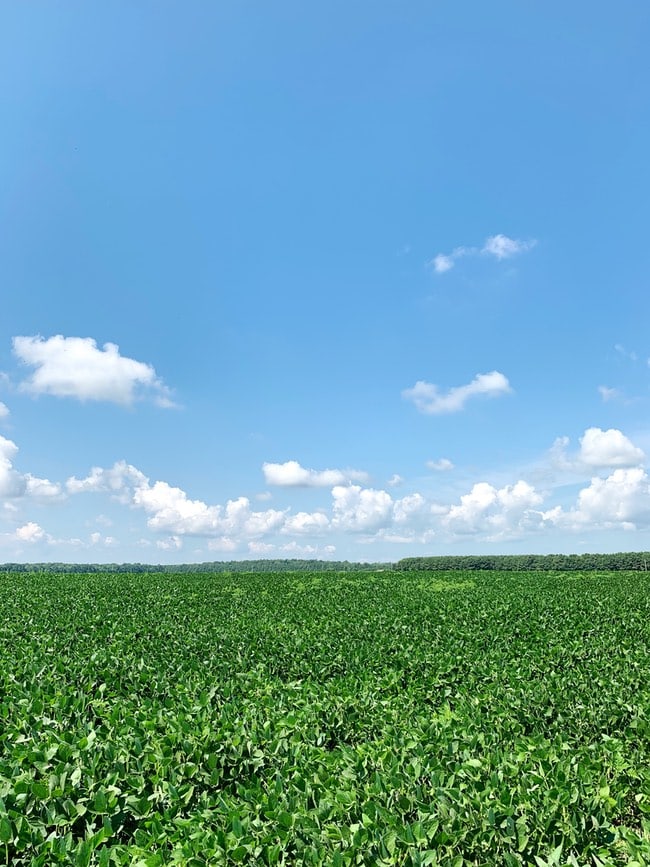 Soy Farm field from Best Food Facts Tour thelittlekitchen.net