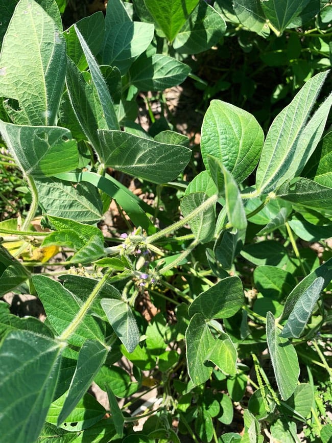 Closeup photo of a soy bean plant with purple flowers in a field thelittlekitchen.net