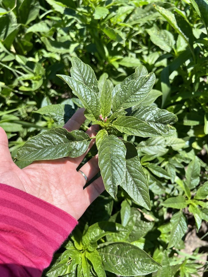 Julie holding a soybean plant at a farm in Iowa